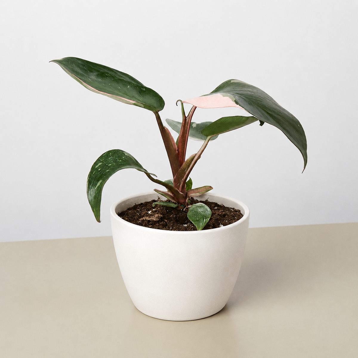 Philodendron Pink Princess indoor plant with pink variegation on leaves in a white pot on Tampa Home & Garden Store