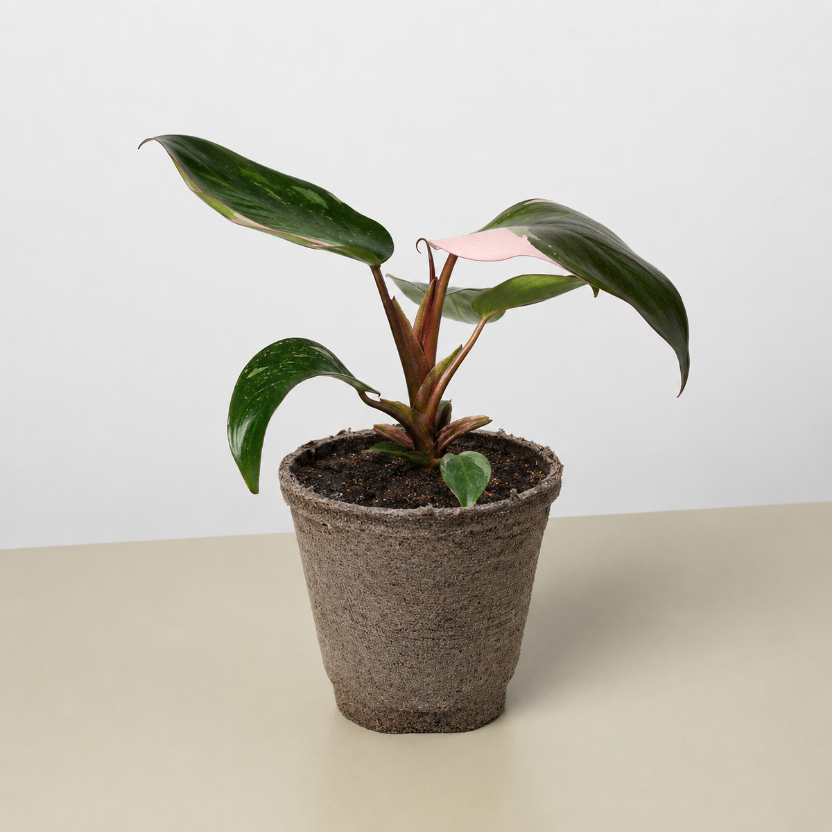 Pink Princess Philodendron and Tropical Plant