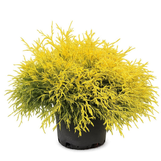 King's Gold Threadbranch Cypress plant with bright yellow feathery foliage in black pot on Tampa Home & Garden Store