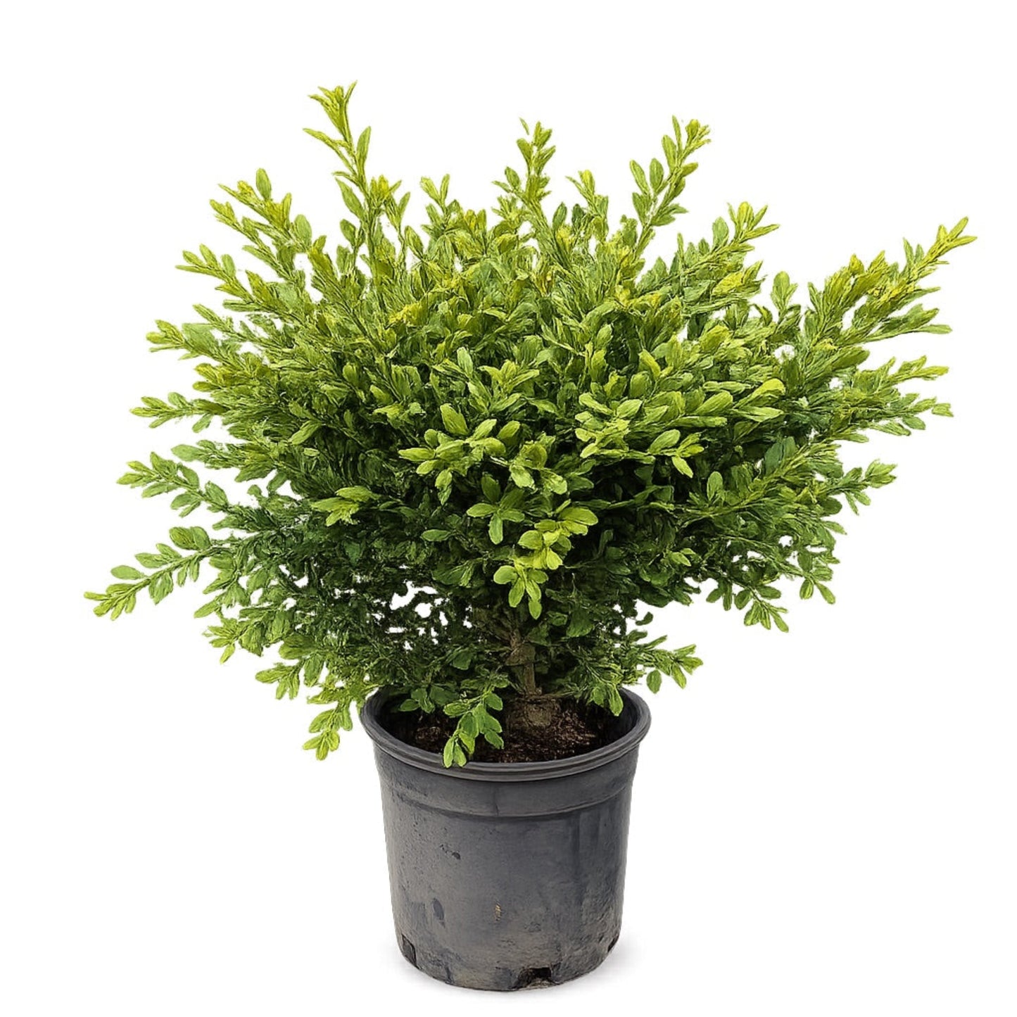 Wilson Northern Charm Boxwood plant Live Good Logistics in a black pot with dense green foliage on Tampa Home & Garden Store