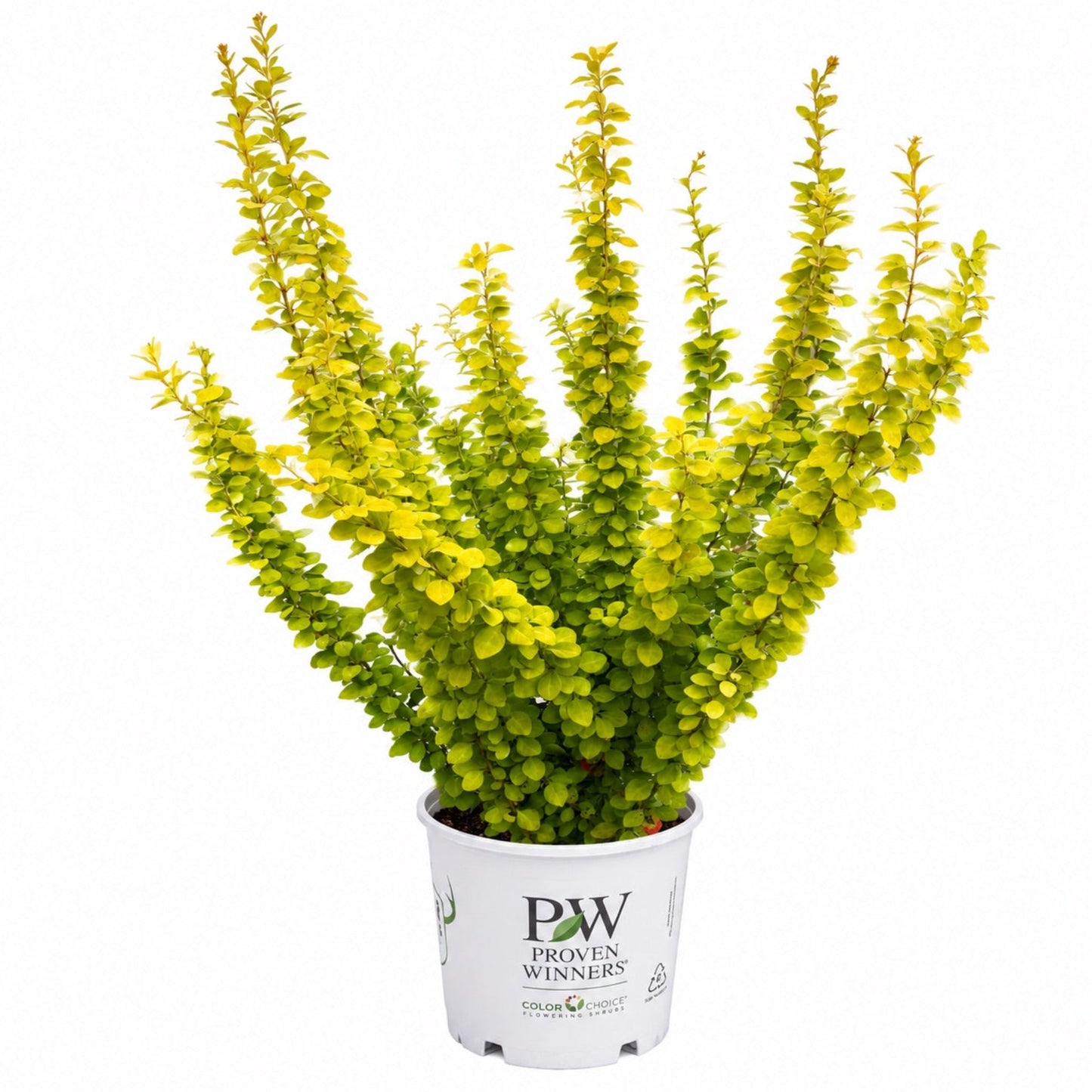 Sunjoy Gold Pillar Barberry plant in white Proven Winners pot with chartreuse foliage on Tampa Home & Garden Store