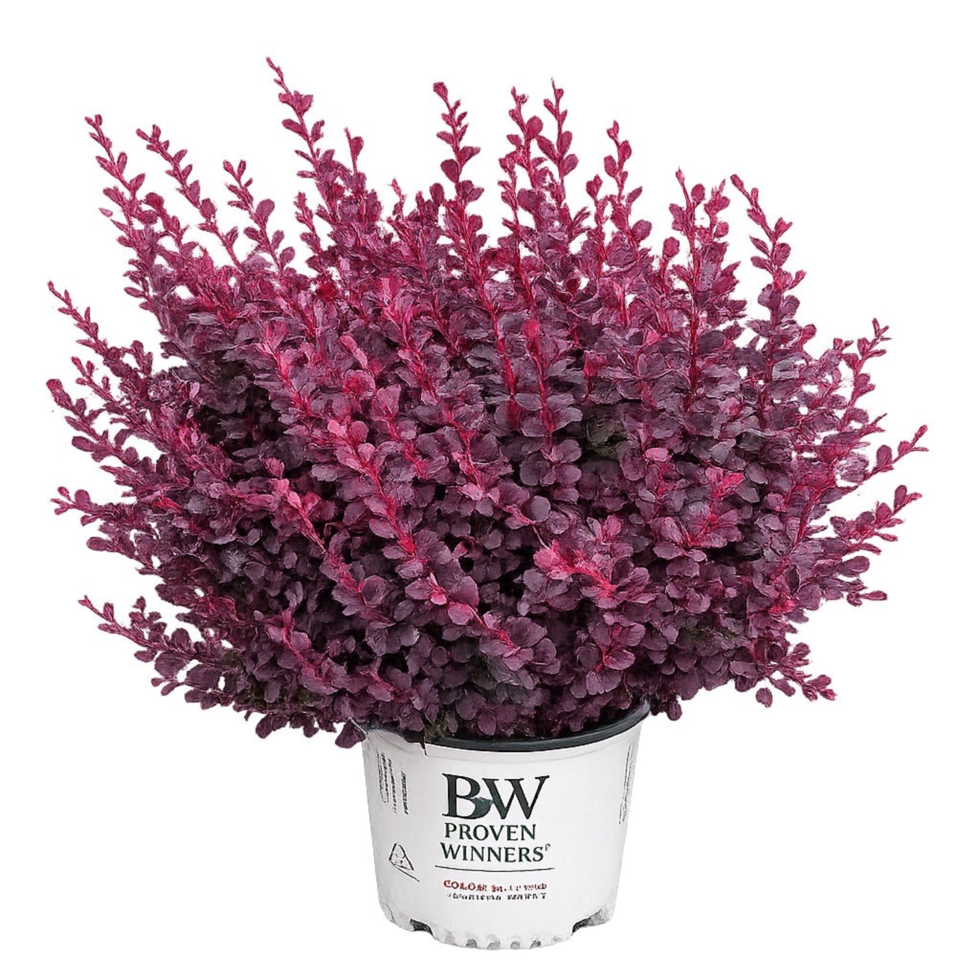 Sunjoy Mini Maroon Barberry plant with burgundy foliage in a white Proven Winners pot on Tampa Home & Garden Store