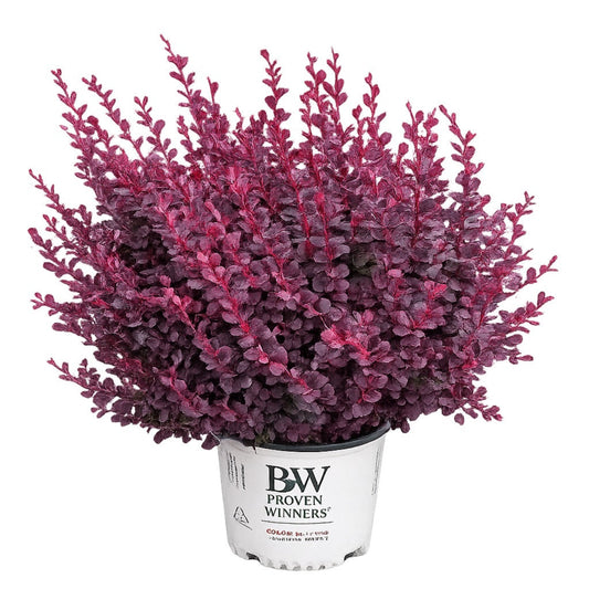 Sunjoy Mini Maroon Barberry plant with burgundy foliage in a white Proven Winners pot on Tampa Home & Garden Store