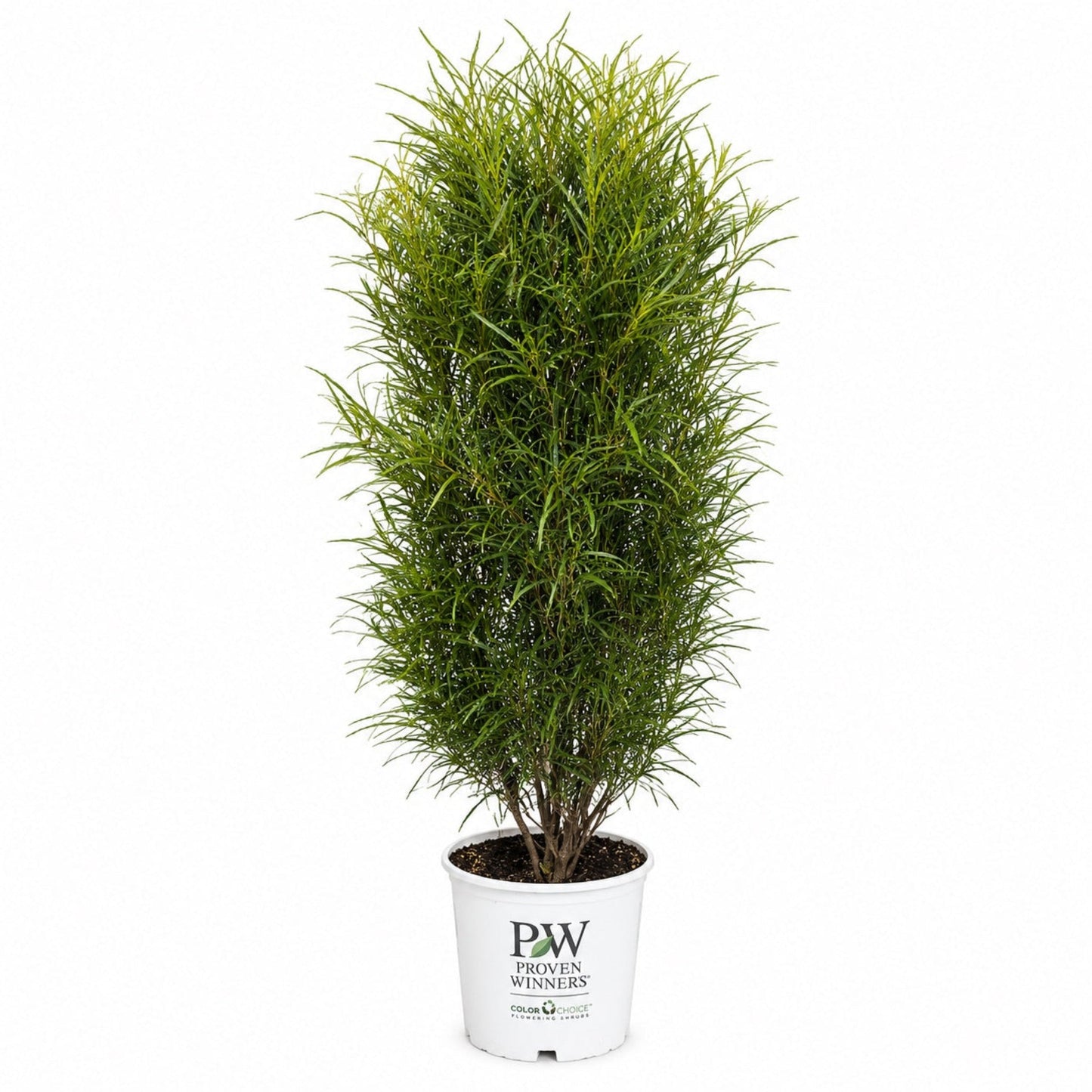 Fine Line Buckthorn plant in PW Proven Winners white pot tall evergreen with slender leaves on Tampa Home & Garden Store