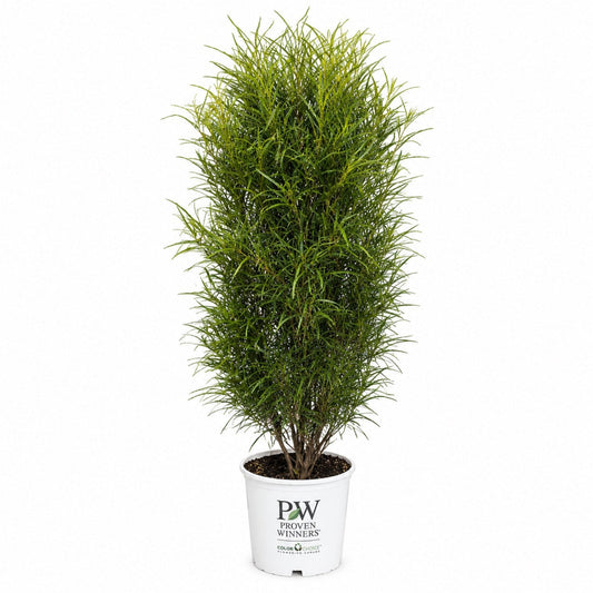 Fine Line Buckthorn plant in PW Proven Winners white pot tall evergreen with slender leaves on Tampa Home & Garden Store