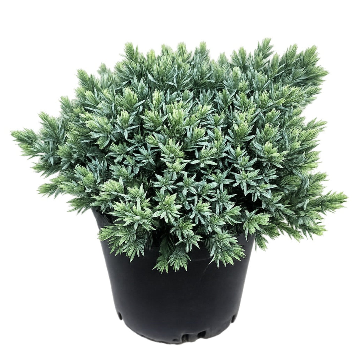 Blue Star Juniper plant in black pot with blue-green needles Live Good Logistics on Tampa Home & Garden Store