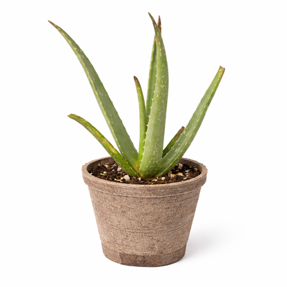 Aloe vera potted houseplant with tall green leaves in a brown fiber pot Rooted Treasures Farms on Tampa Home & Garden Store