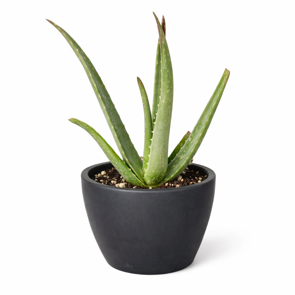 Aloe Vera potted houseplant in a matte black pot by Rooted Treasures Farms on Tampa Home & Garden Store