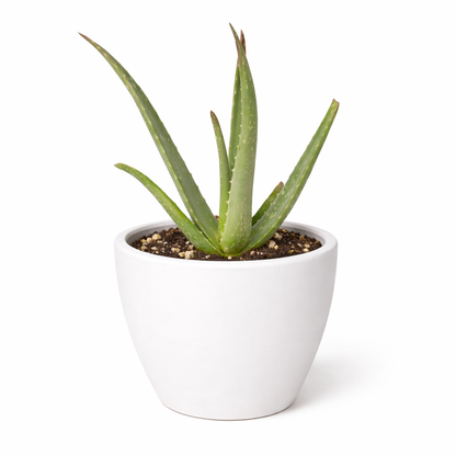 Aloe Vera plant in a white ceramic pot, potted houseplant by Rooted Treasures Farms on Tampa Home & Garden Store