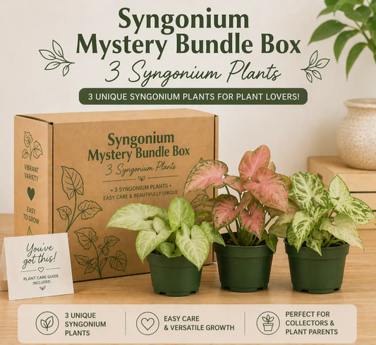 Syngonium Mystery Bundle Box With 3 Plants