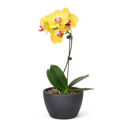Yellow Phalaenopsis orchid indoor plant by House Plant Shop in a dark pot on Tampa Home & Garden Store
