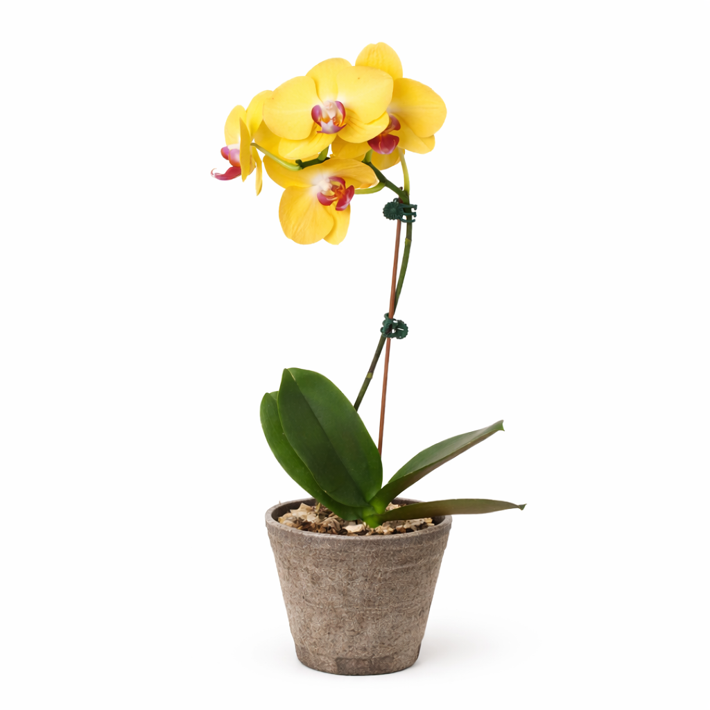Orchid Yellow Phalaenopsis indoor plant with stake and blooms in pot House Plant Shop on Tampa Home & Garden Store
