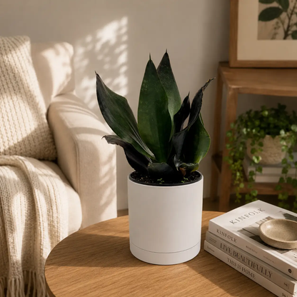 Sansevieria Black Dragon Indoor Plant Durable