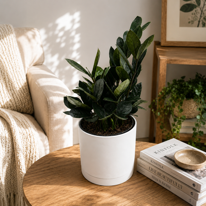 ZZ Black Raven Plant For Indoor Decor