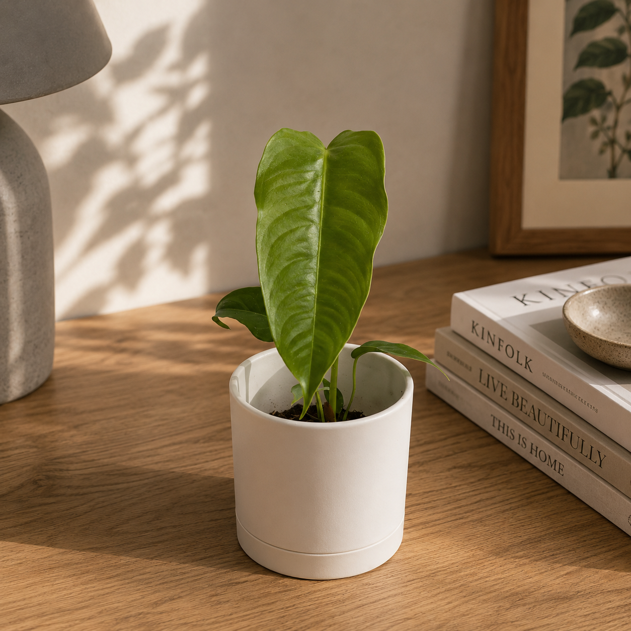 Anthurium Veitchii King Plant for Collectors