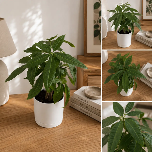 Money Tree plant by RUNOPLANTS in white pot on wood desk with lush palmate leaves on Tampa Home & Garden Store