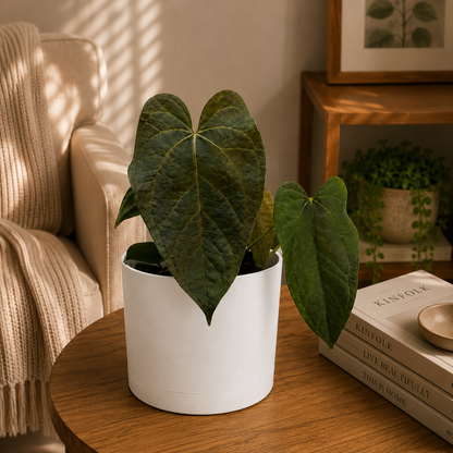 Anthurium Queen of Hearts Plant Indoor Decor