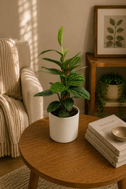 Monstera Peru potted houseplant with dramatic green leaves in white pot on wood table on Tampa Home & Garden Store