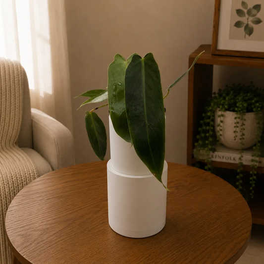 Rare Philodendron Spiritus Sancti houseplant in white pot with dark green leaves RUNOPLANTS on Tampa Home & Garden Store