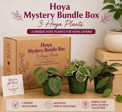 Hoya Mystery Bundle Box - 3 plantes Hoya