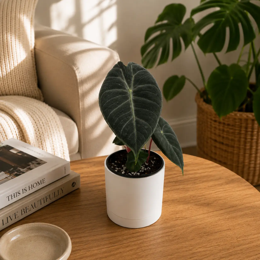 Alocasia Pink Dragon Morocco foliage plant in pot with dark leaves RUNOPLANTS potted plant on Tampa Home & Garden Store