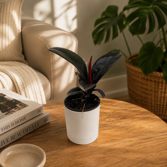Ficus Elastica Burgundy indoor plant in white pot with dark burgundy leaves by RUNOPLANTS on Tampa Home & Garden Store