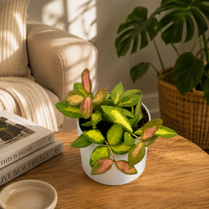 Variegated Hoya Burtoniae Plant for Hanging Decor
