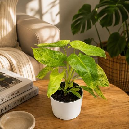 Philodendron Paraiso Verde Variegated Leaves in white ceramic pot RUNOPLANTS houseplant; background plant visible on Tampa Home & Garden Store