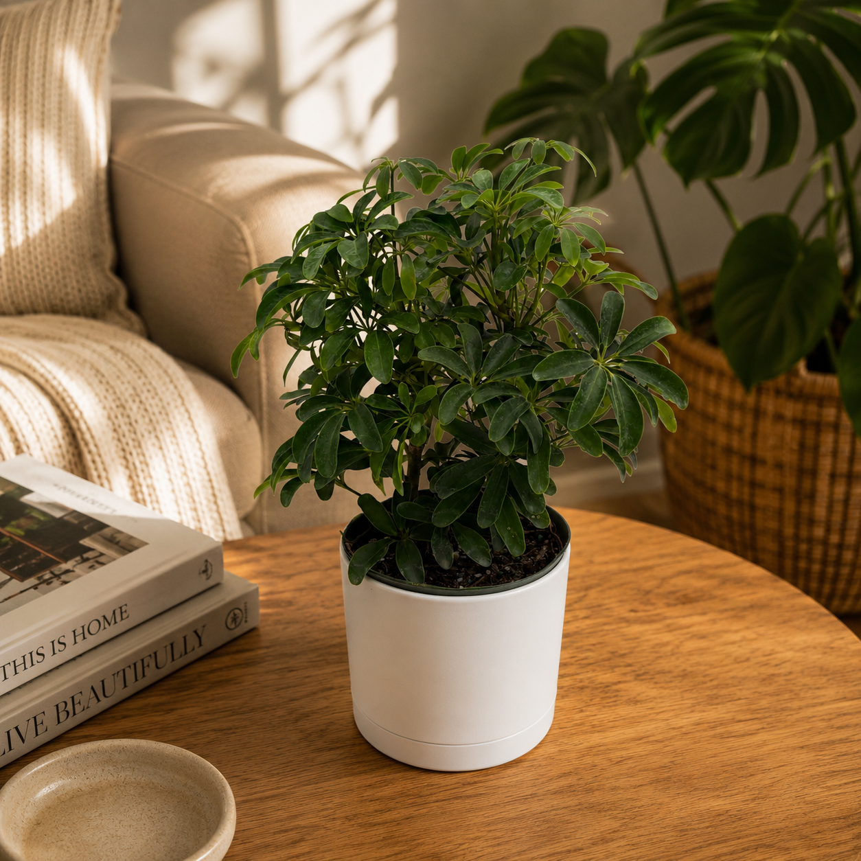 Umbrella Tree Plant with Glossy Leaves