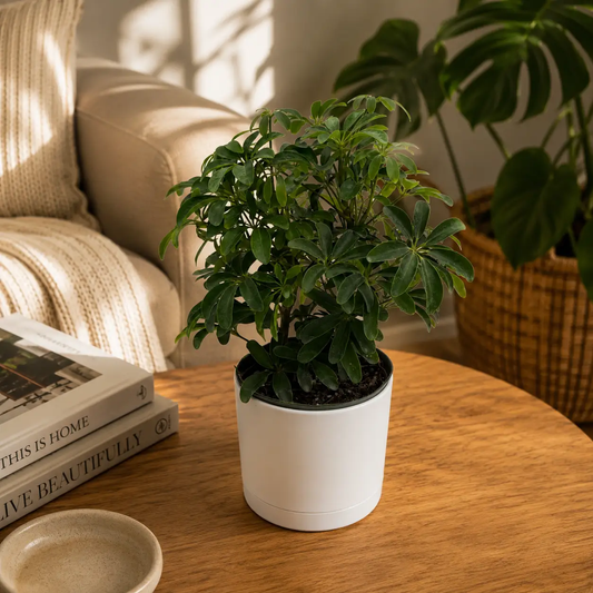 Umbrella Tree Plant (Schefflera) with glossy green leaves in a white ceramic pot by RUNOPLANTS on Tampa Home & Garden Store