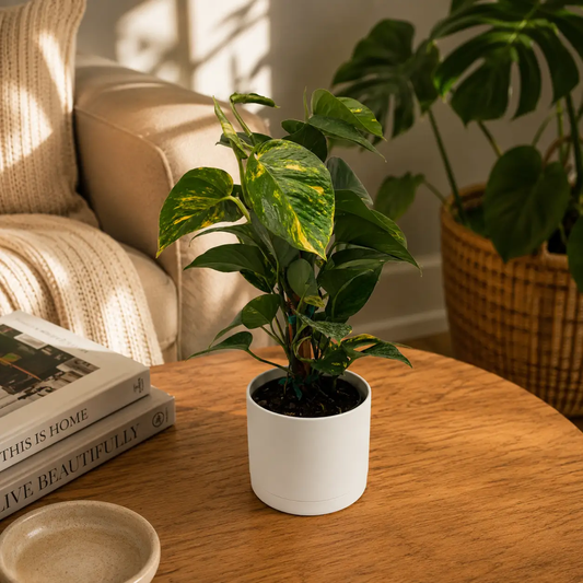 Pothos Hawaiian Golden Variegated vine in white pot with green and yellow leaves RUNOPLANTS on Tampa Home & Garden Store