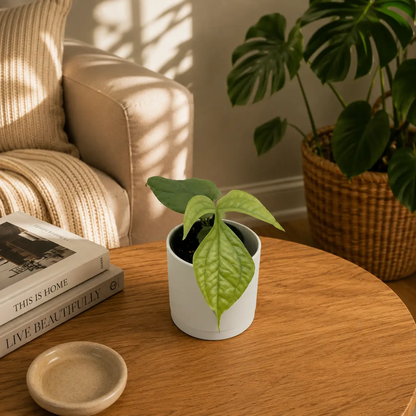 Monstera Amydrium Silver Spiderman Monstera in white ceramic pot RUNOPLANTS potted houseplant on Tampa Home & Garden Store