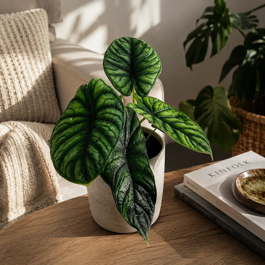 Alocasia Baginda Dragon Scale plant with dark green leaves in a white pot on Tampa Home & Garden Store