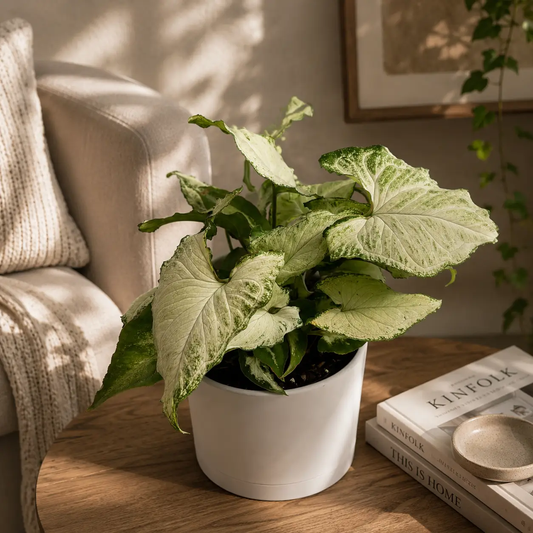 Syngonium Holly houseplant with variegated green-white leaves in a white ceramic pot on Tampa Home & Garden Store