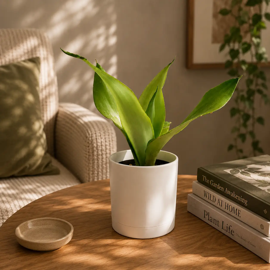 Moonshine Sansevieria snake plant in a white ceramic pot, RUNOPLANTS potted houseplant on Tampa Home & Garden Store