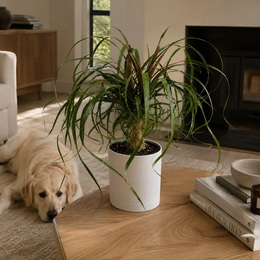 Ponytail Palm plant with long arching green leaves in a white pot on a wooden coffee table on Tampa Home & Garden Store