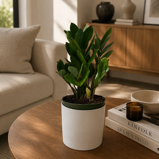Zamioculcas ZZ plant in a white pot with lush green leaves, Zanzibar Gem potted houseplant on Tampa Home & Garden Store