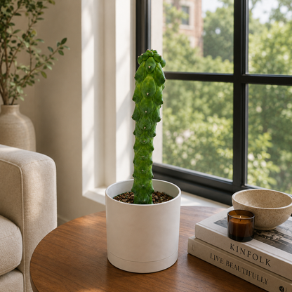 Boobie Cactus