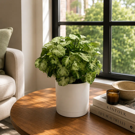 Syngonium Mouse Ears potted houseplant in white pot with variegated green and cream arrow leaves on Tampa Home & Garden Store