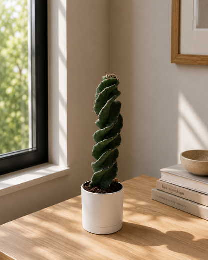 Cactus spirale Spiralis