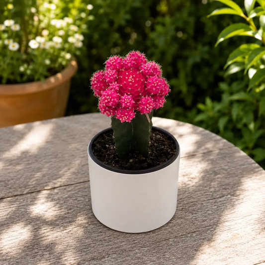 Grafted Moon Cactus Gymnocalycium Mihanovichii pink cluster graft on green stem in white pot on Tampa Home & Garden Store