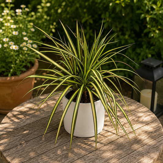 Dracaena Rayon de Soleil