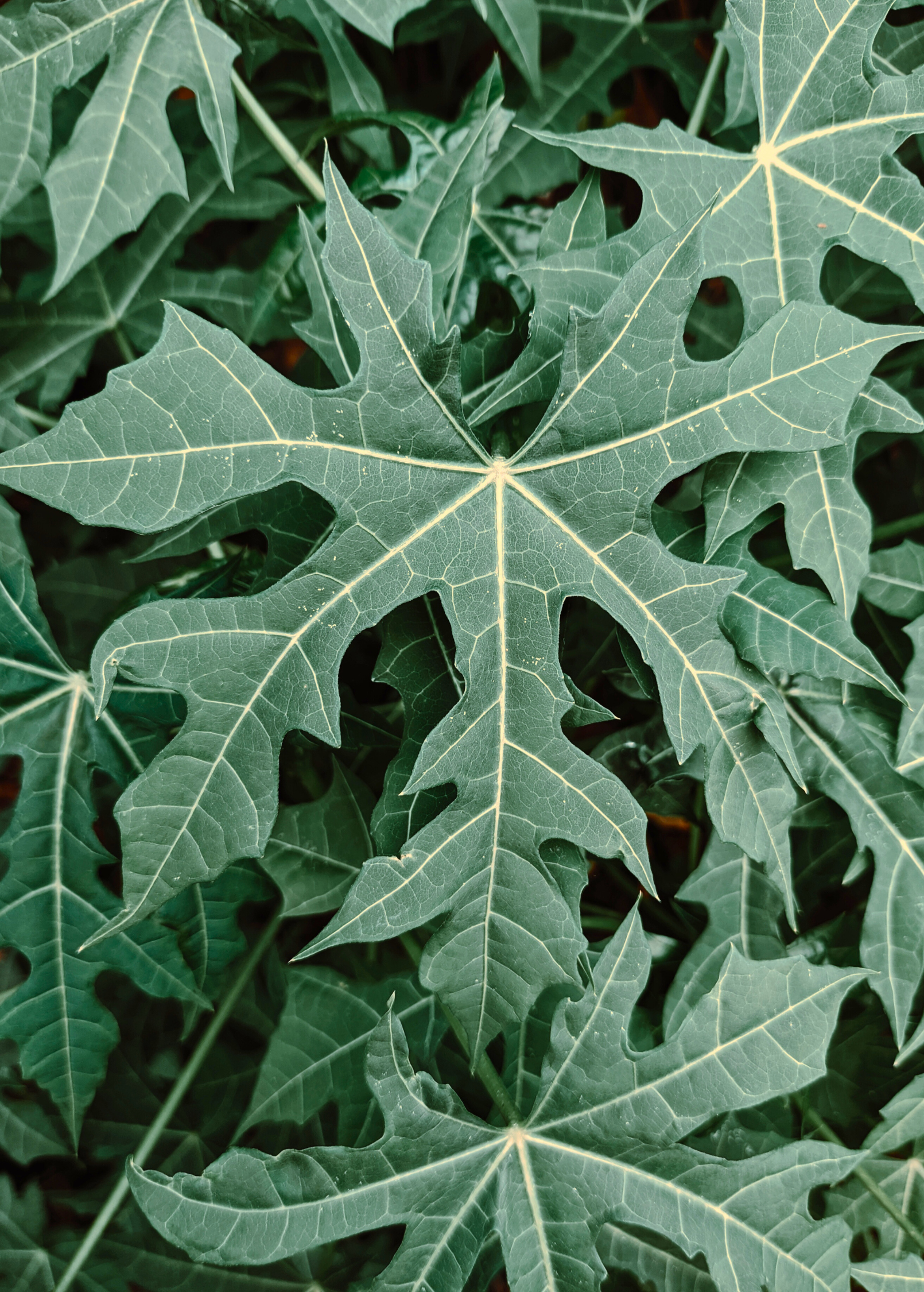 Chaya, Serrated (Cnidoscolus aconitifolius var. serratifolius) - Tampa Home & Garden Store