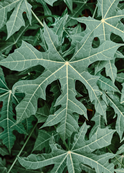 Chaya, Serrated (Cnidoscolus aconitifolius var. serratifolius) - Tampa Home & Garden Store