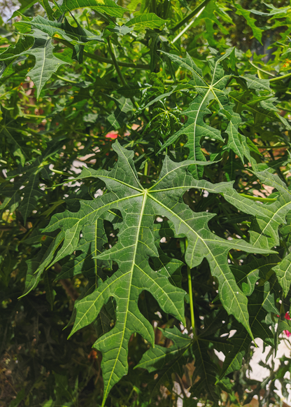 Chaya, Serrated (Cnidoscolus aconitifolius var. serratifolius) - Tampa Home & Garden Store