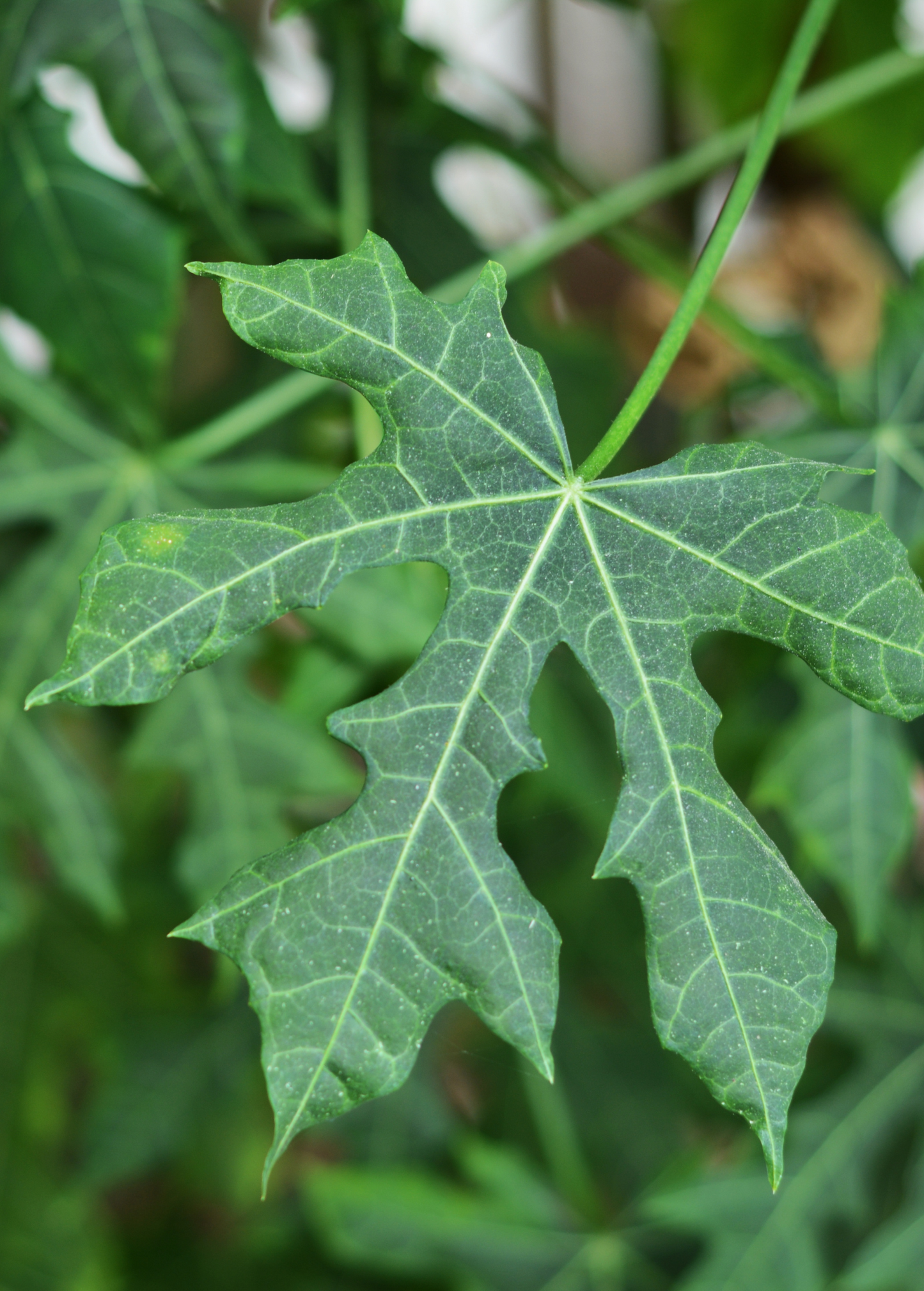 Chaya, Serrated (Cnidoscolus aconitifolius var. serratifolius) - Tampa Home & Garden Store