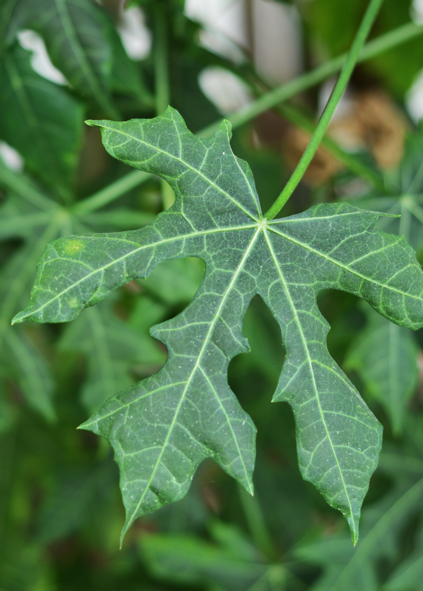 Chaya, Serrated (Cnidoscolus aconitifolius var. serratifolius) - Tampa Home & Garden Store