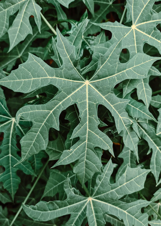 Chaya tree serrated leaves herb with dark green palmate lobed foliage on Tampa Home & Garden Store