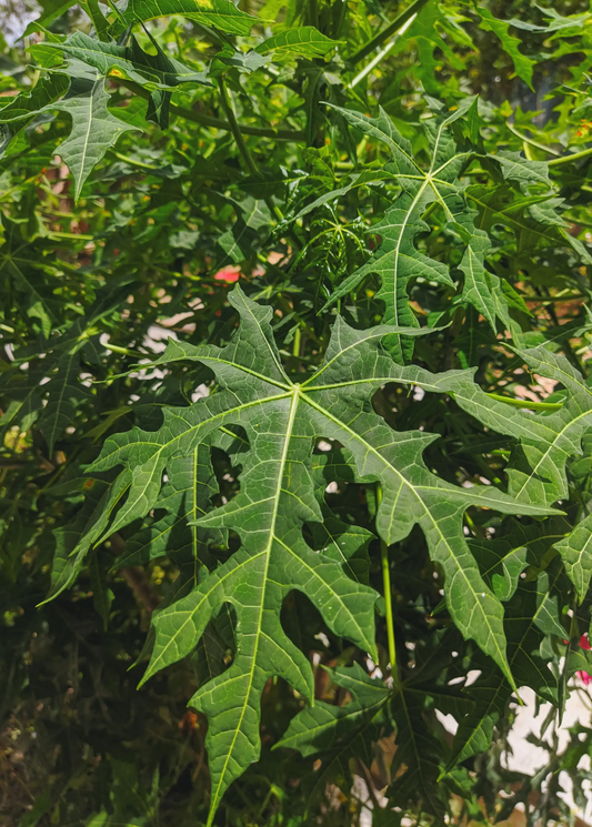 Chaya tree serrated palmately lobed green leaves Mexican spinach herb foliage on Tampa Home & Garden Store