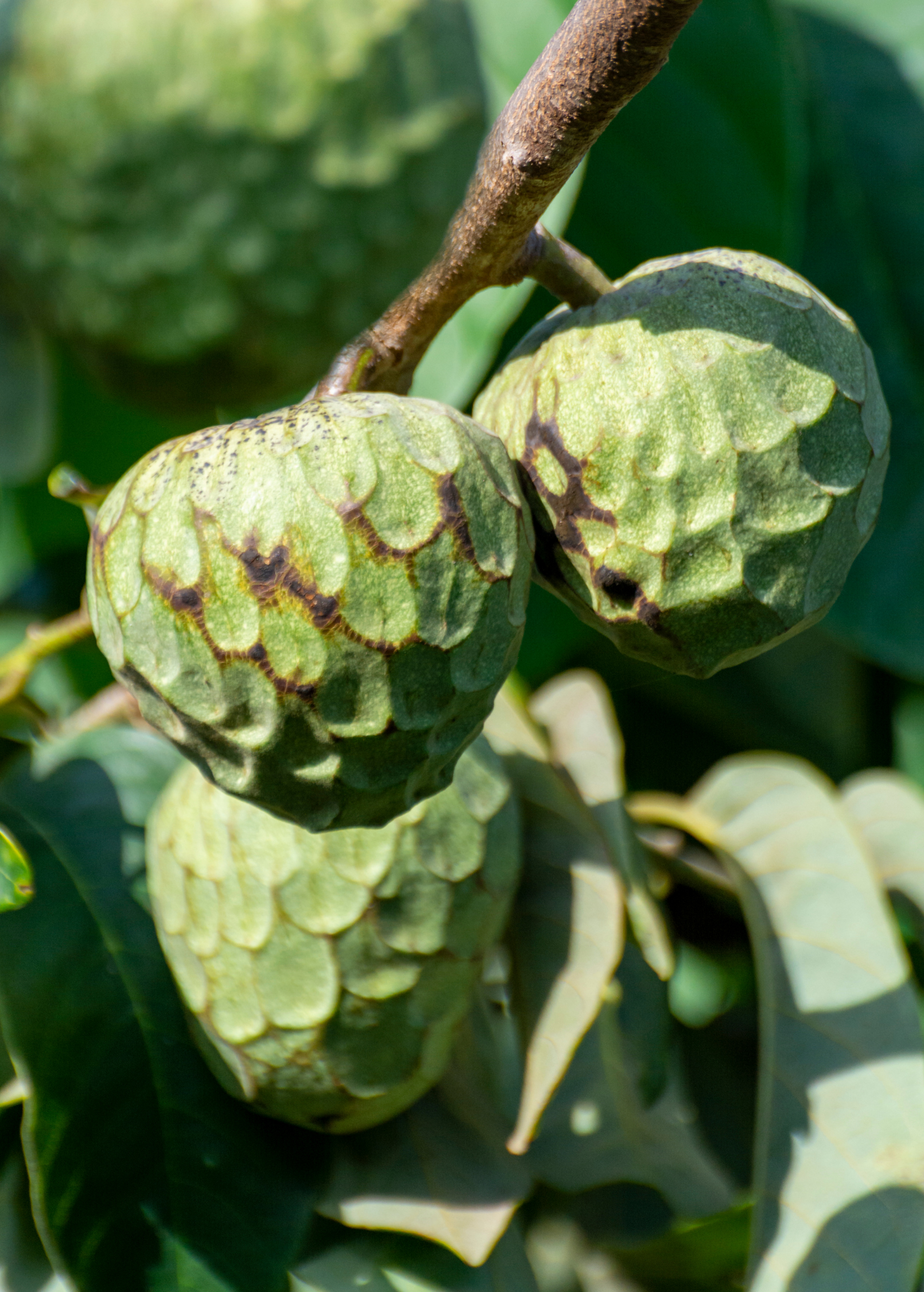 Cherimoya (Annona cherimola) - Tampa Home & Garden Store
